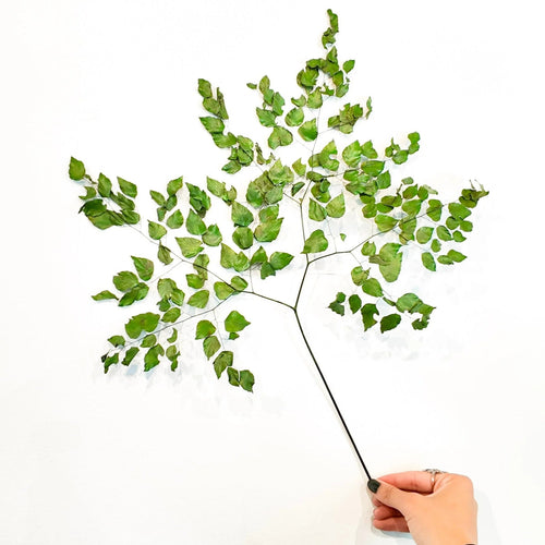 Maidenhair Fern