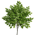 Maidenhair Fern