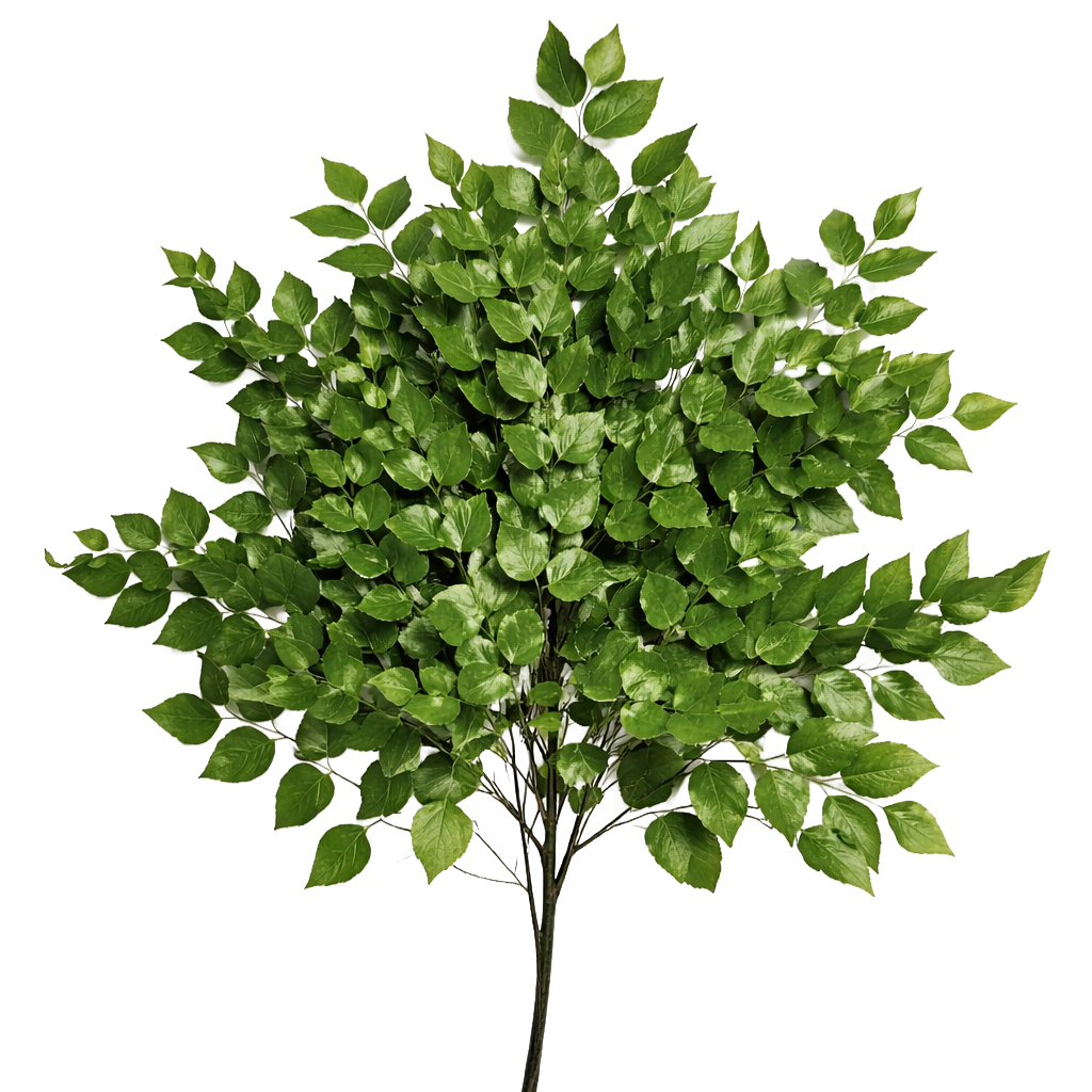 Maidenhair Fern